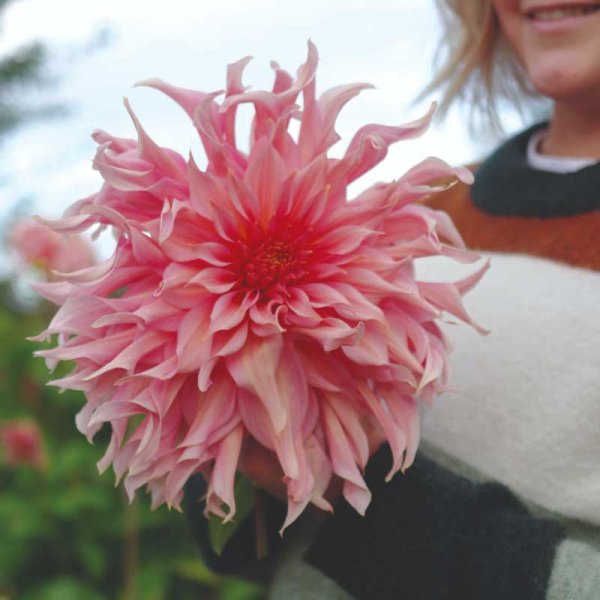 Dalia decorativa 'Penhill Watermelon'