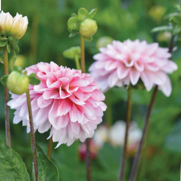 Dalia decorativa 'Strawberry Cream'