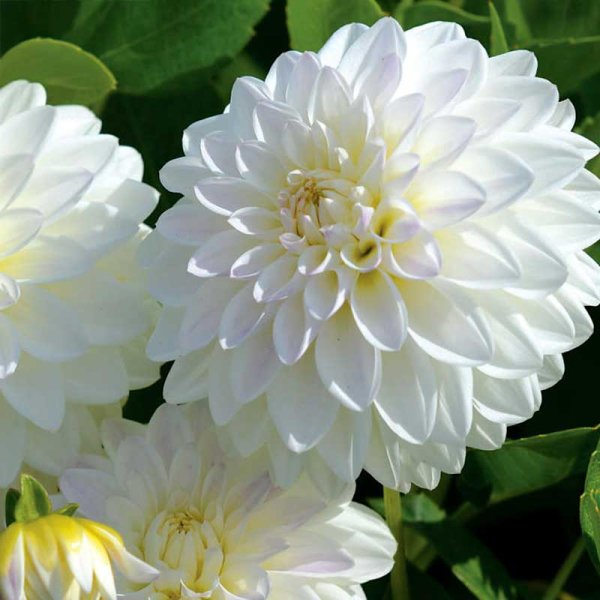 Dalia decorativa 'Wittem'