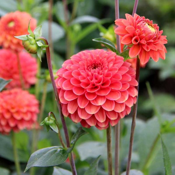Dalia decorativa 'Zundert Mystery Fox'