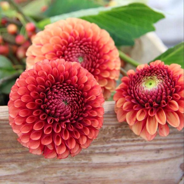 Dalia pompón 'Copperboy'