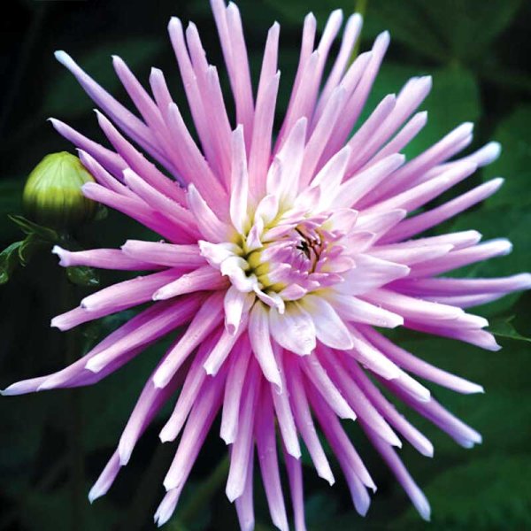 Dalia cactus 'Park Princess'