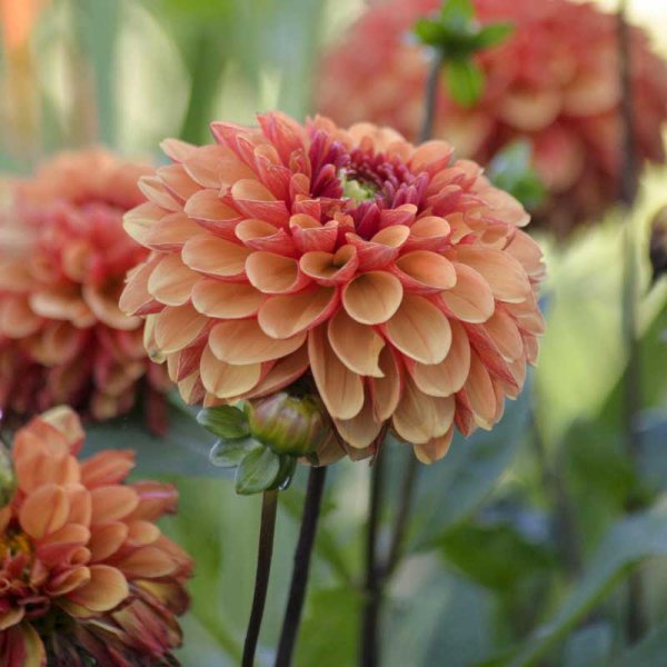 Dalia tipo nenúfar 'American Sunset'
