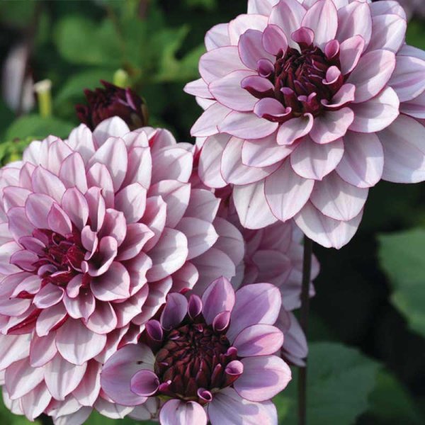 Dalia tipo nenúfar 'Créme de Cassis'