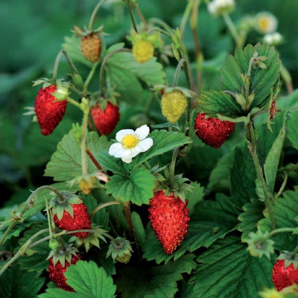 Fresa mensual 'Rügen'