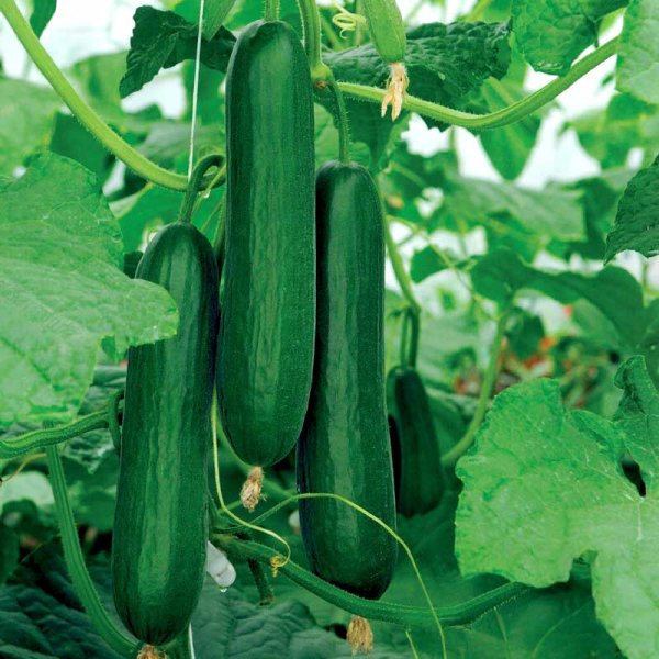 Pepino 'Passandra'F1