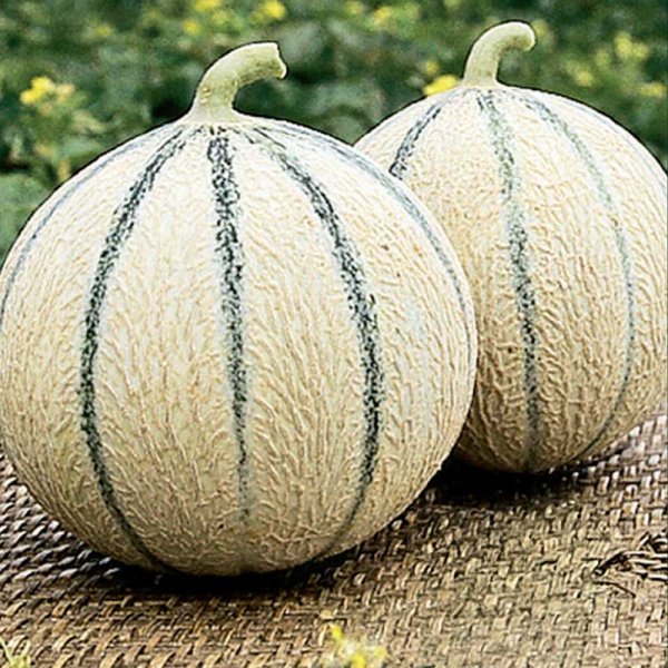 Melón 'Stellio'F1