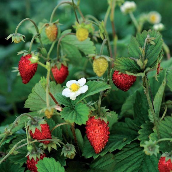 Fresa alpina 'Rügen'