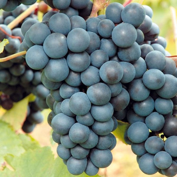 Vindruva "Rondo", 10-Pack