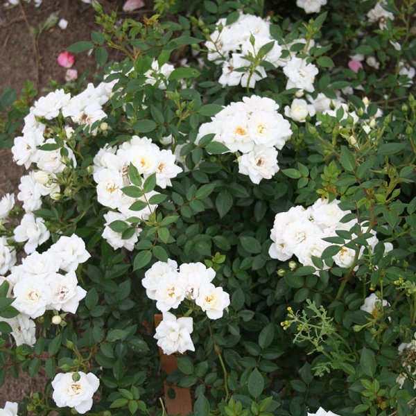 Marktäckande ros White Cover, 10-Pack