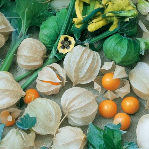 Physalis peruviana