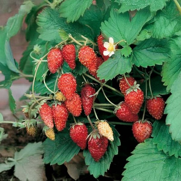 Fresa silvestre 'Monatsbowlenzauber'