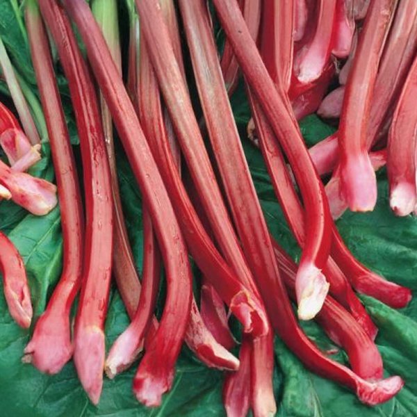 Ruibarbo 'Victoria'