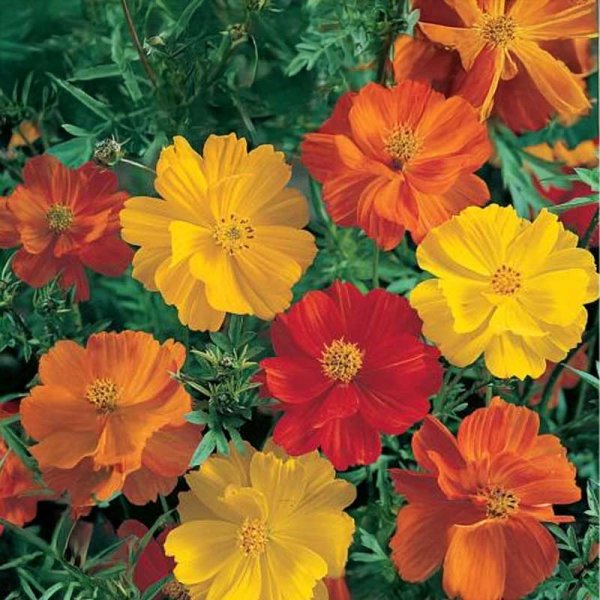 Cosmos 'Sonata Gold'