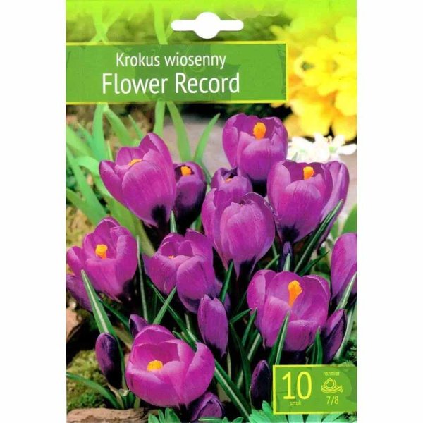 Crocus 'Flower Record'