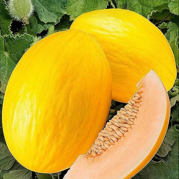 Melón 'Mangomel' F1