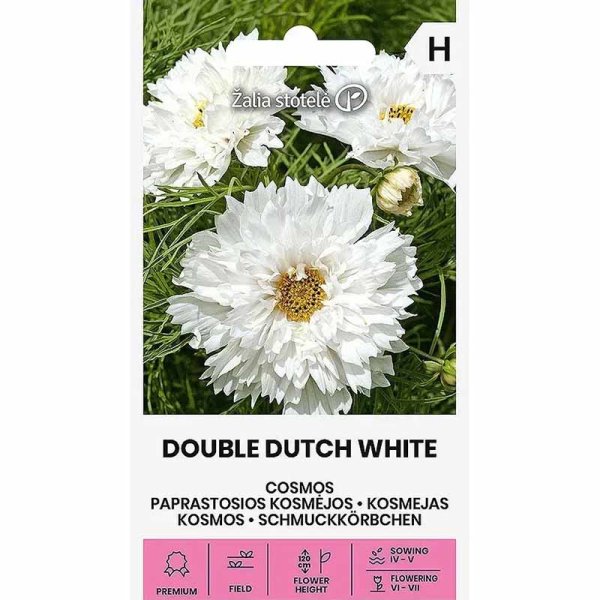 Cosmos 'Double Dutch White'