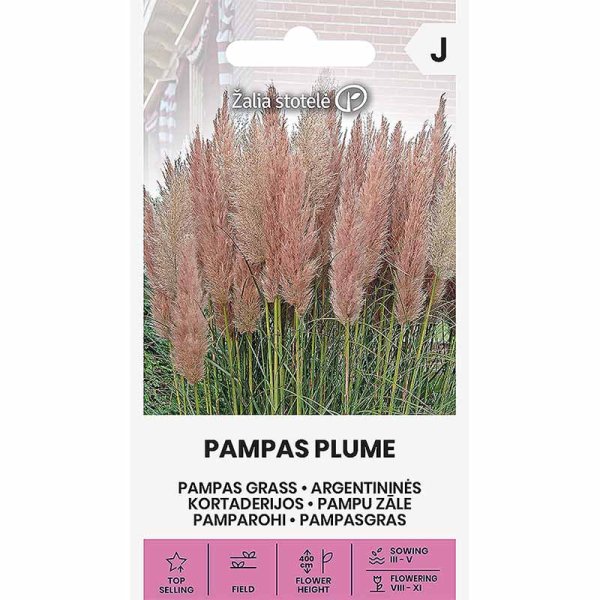 Hierba de la Pampa 'Pampas Plume' rosa