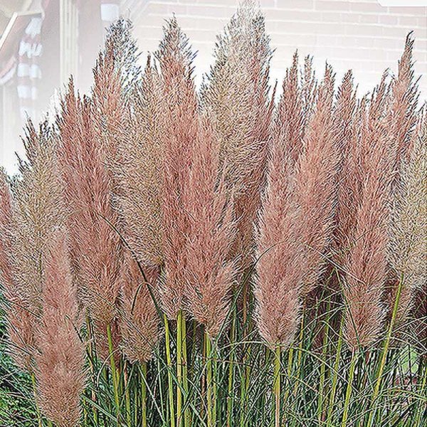Hierba de la Pampa 'Pampas Plume' rosa
