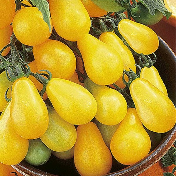 Tomate pera 'Yellow pearshaped'