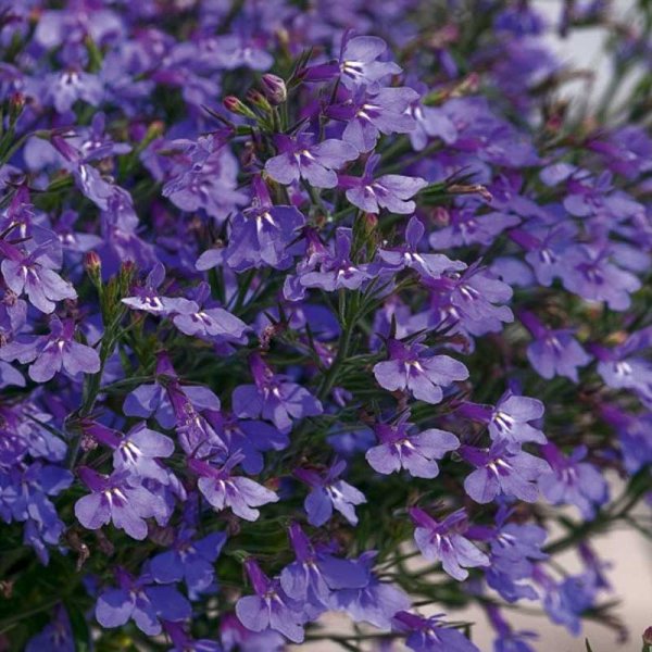 Lobelia colgante 'Blue Carpet'