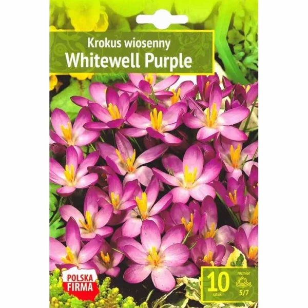 Crocus 'Whitewell Purple'