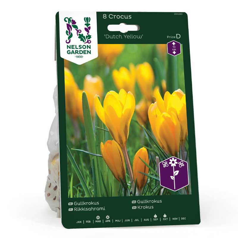 Crocus dorado 'Dutch Yellow'