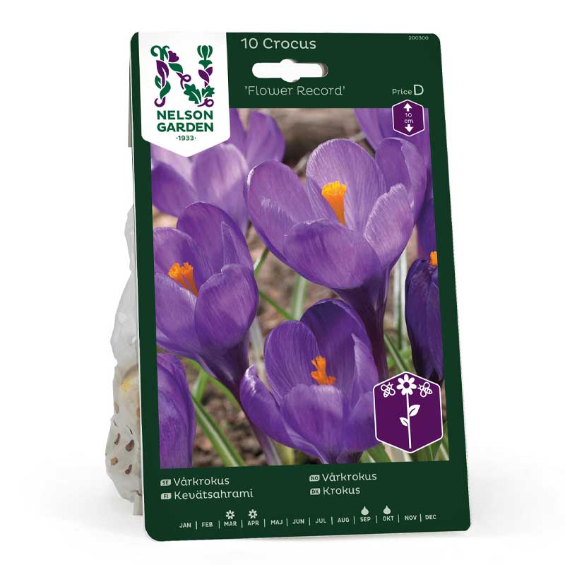 Crocus de primavera 'Flower Record'