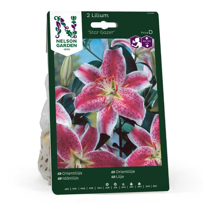 Lirio oriental 'Star Gazer'