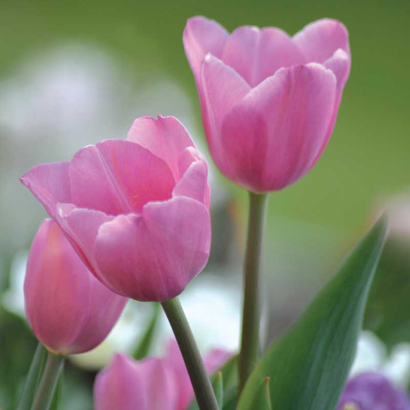 Tulipán Darwin 'Pink Impression'