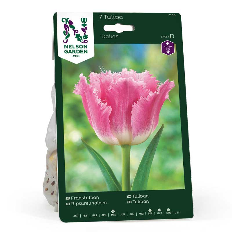 Tulipán fleco 'Dallas'
