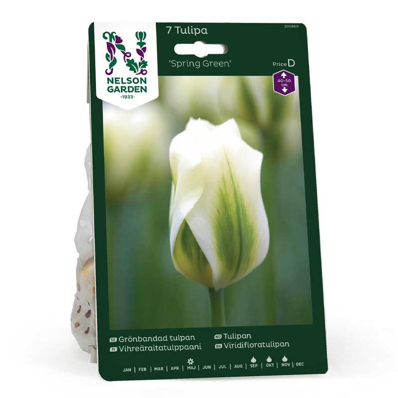 Tulipán viridiflora 'Spring Green'