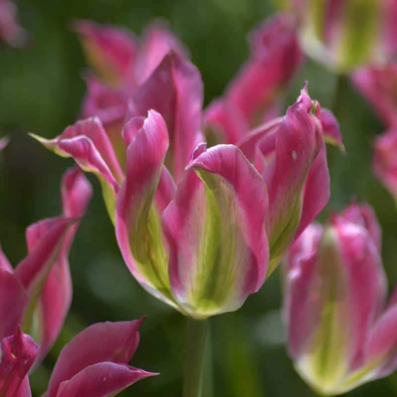 Tulipán viridiflora 'Virichig'