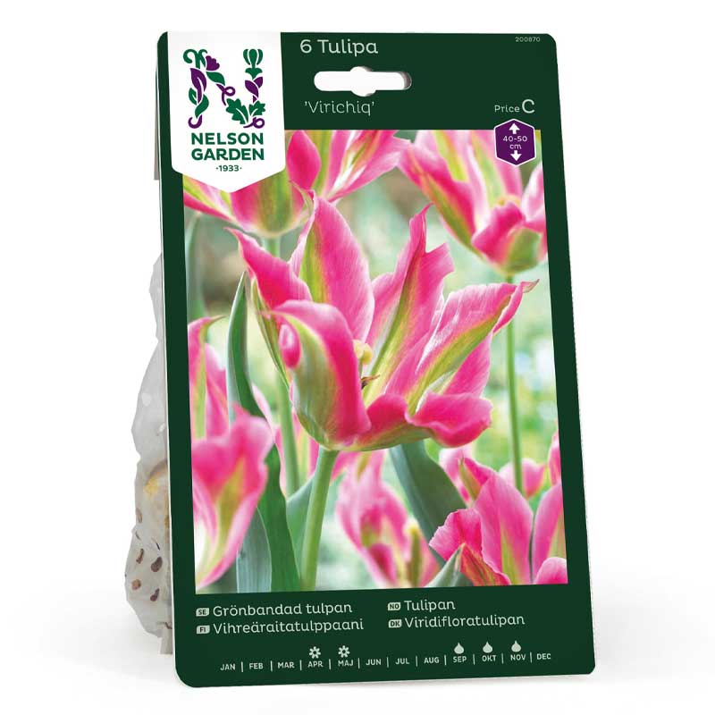 Tulipán viridiflora 'Virichig'