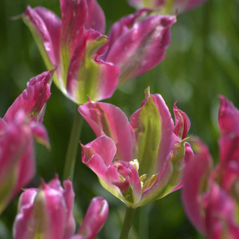 Tulipán viridiflora 'Virichig'
