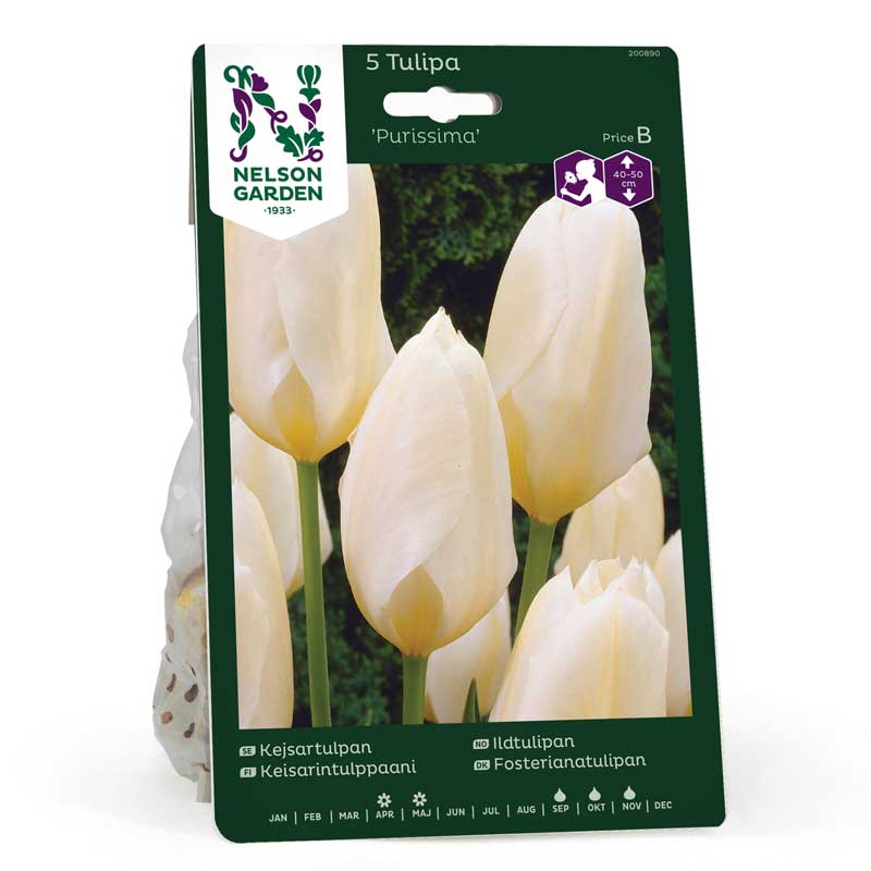 Tulipán emperador 'Purissima'