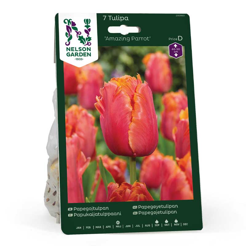 Tulipán loro 'Amazing Parrot'