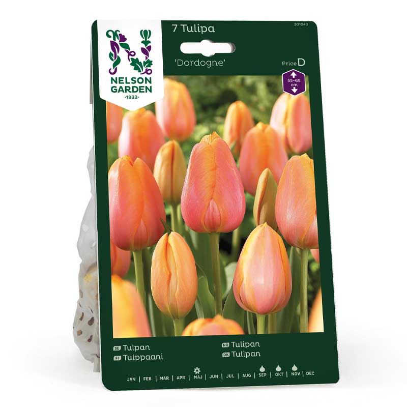 Tulipán 'Dordogne'