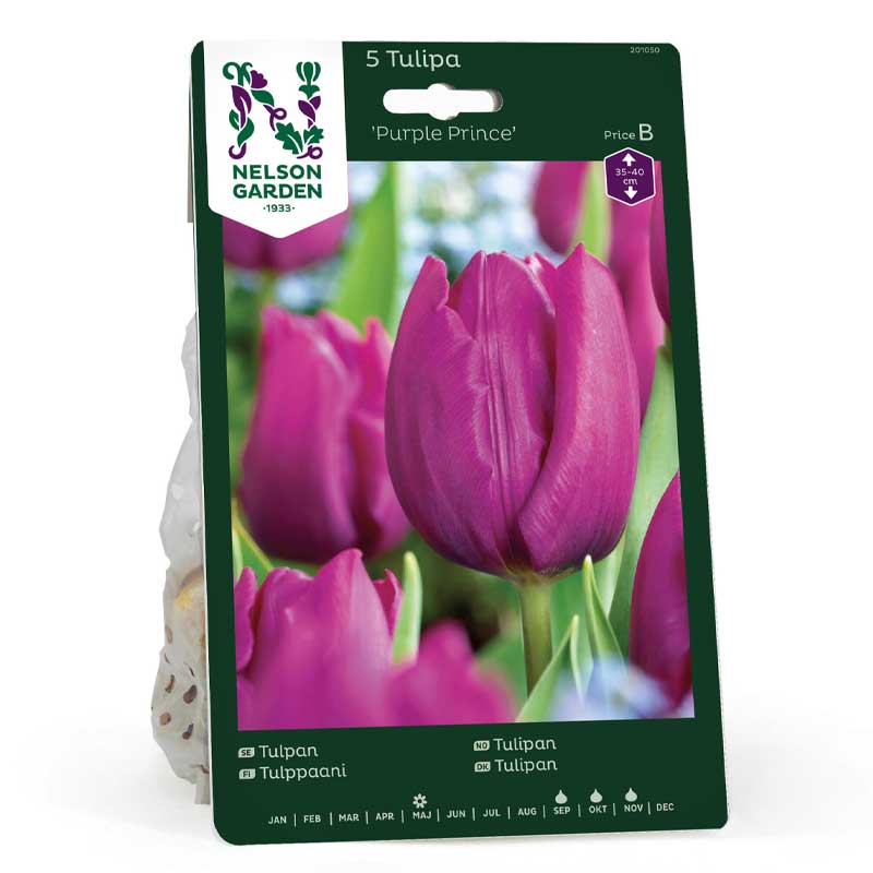 Tulipán 'Purple Prince'