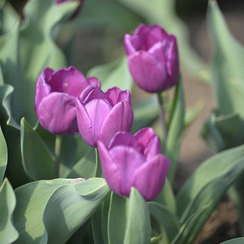 Tulipán 'Purple Prince'