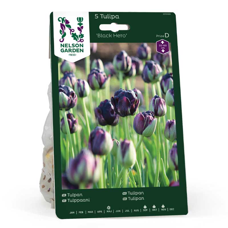 Tulipán 'Black Hero'