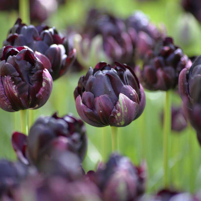Tulipán 'Black Hero'