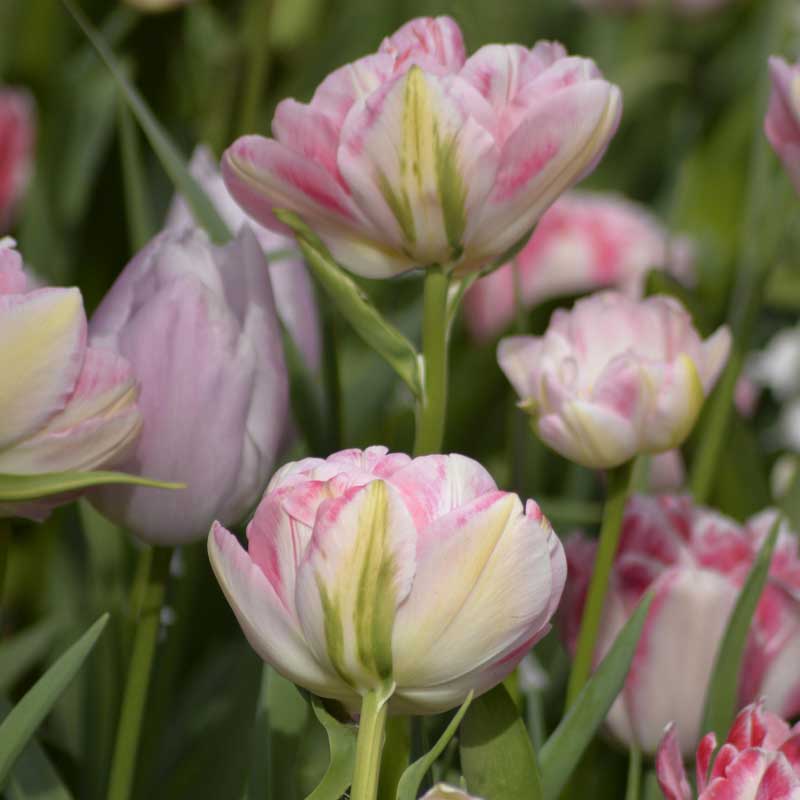 Tulipán 'Foxtrot'