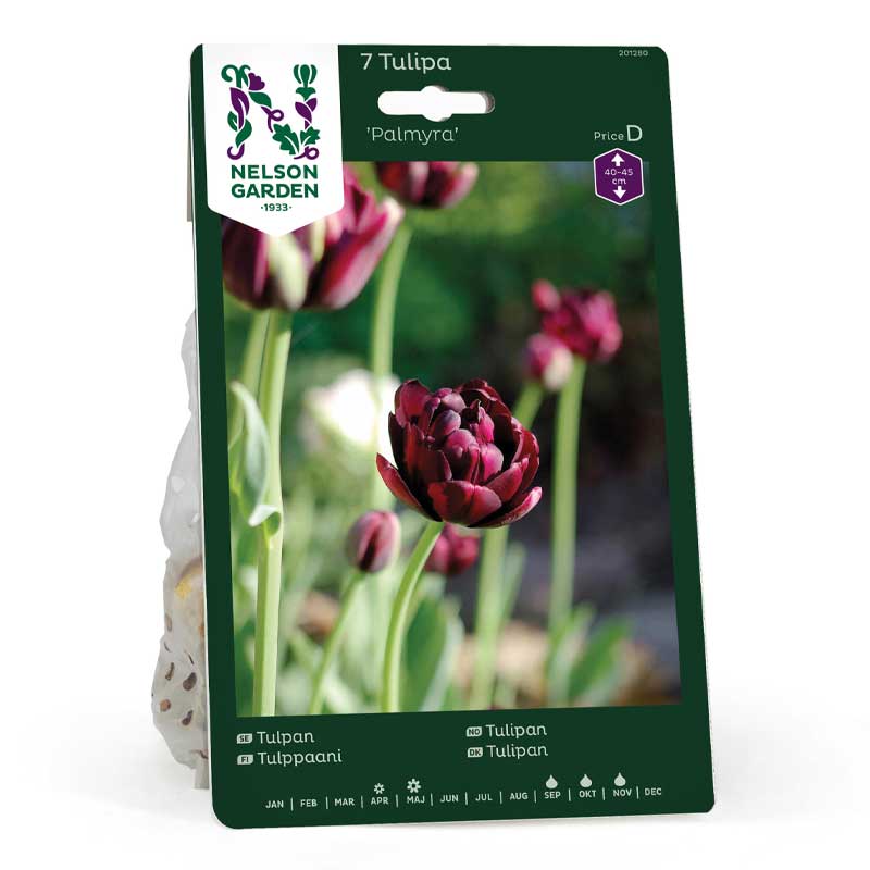 Tulipán 'Palmyra'