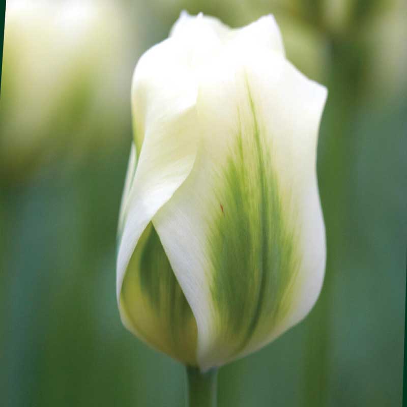 Tulipán viridiflora 'Spring Green'