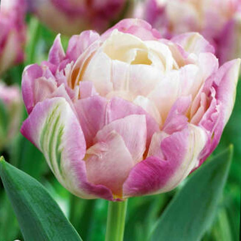 Tulipán 'Sweet Desire'