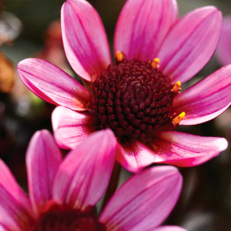 Dalia sencilla de jardín 'Pretty Woman'