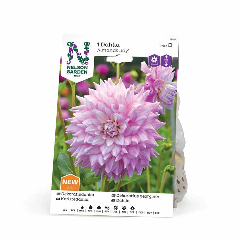 Dalia decorativa 'Almands Joy'