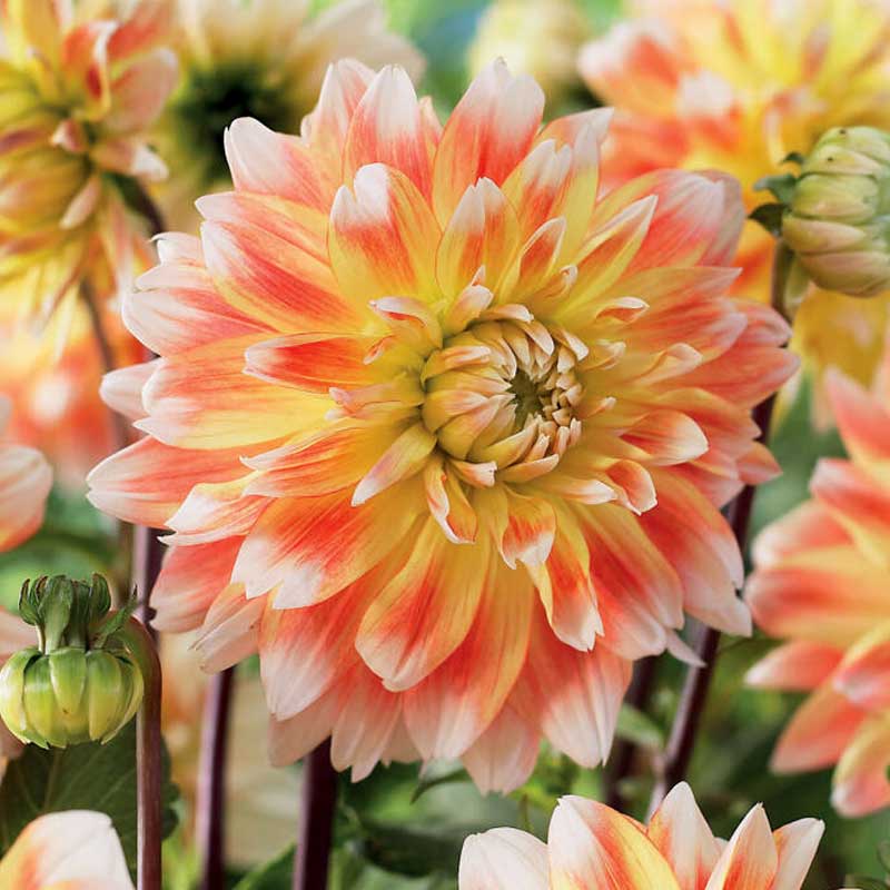 Dalia decorativa 'Peaches n' Cream'