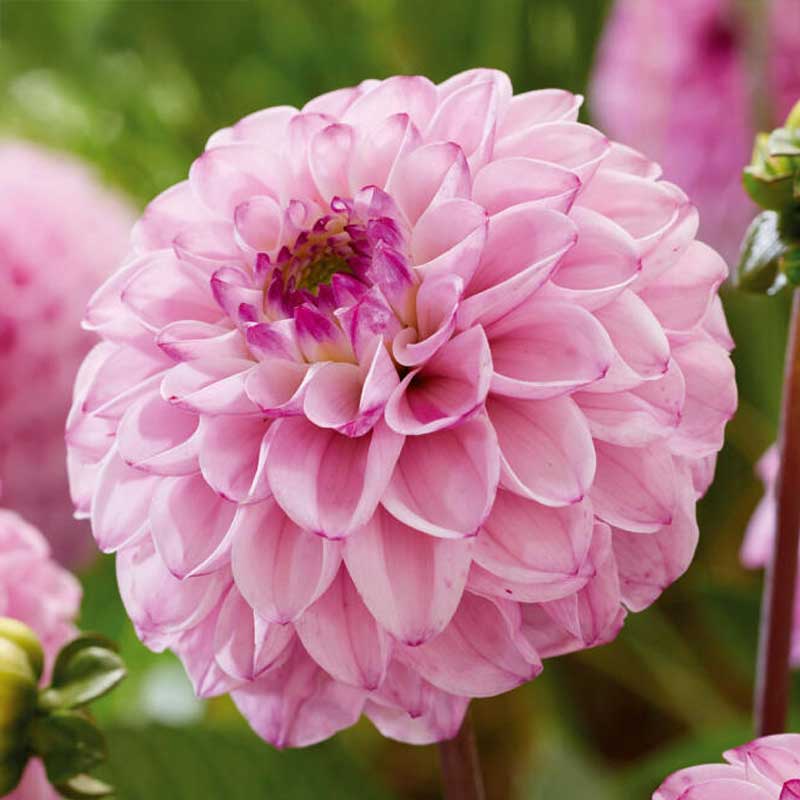 Dalia decorativa 'Sweet Love'